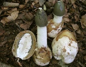 гриб веселка фото