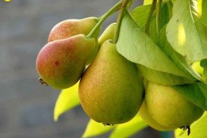 Фрукты для беременных Фрукты для беременных