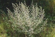 «Фарш» из полыни
