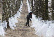 Сок березовый