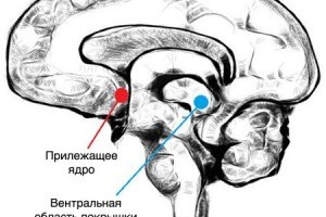 Уровни и механизмы восприятия музыки человеческой психикой