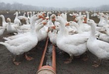Преимущества фермерского разведения гусей