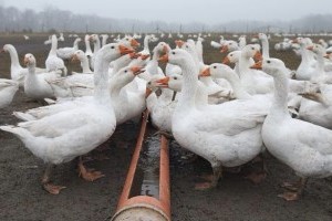Преимущества фермерского разведения гусей