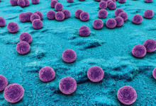 Staphylococcus aureus: Unmasking the Intricate Nature of a Formidable Pathogen